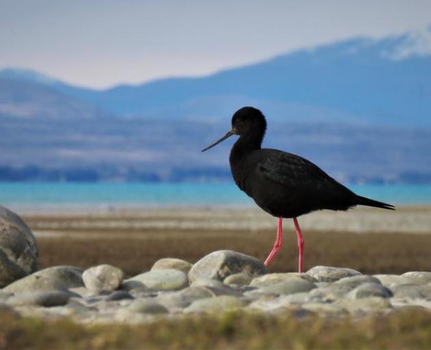 An adult kakī/black stilt. Photo: Supplied