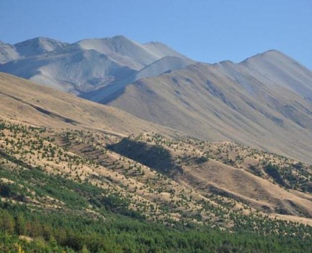 A key focus of the projects will be removing invasive wilding pine trees, which are a major...