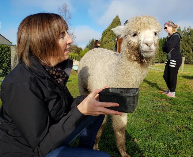 Invercargill woman Helen McEwen feeds Burns, the alpaca, at Kepler Mountain View Alpacas in Te...