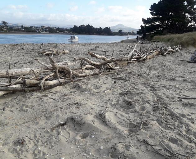 A Karitane driftwood fence used as a sand trap for the spit at the end of Waikouaiti Beach and...