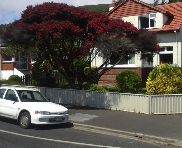 This beautiful manuka in North Rd is somewhat diminished now, following a recent
...