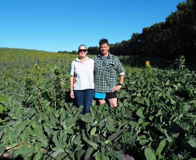 Sunflower Trials...As part of their interest in regenerative farming, Tuturau sheep farmers Megan...