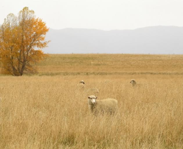 Browned off...Sheep graze in a paddock near Danseys Pass. This year’s winter is expected to be...