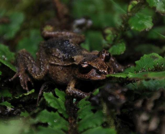 https://www.odt.co.nz/sites/default/files/styles/odt_landscape_extra_large_4_3/public/story/2020/05/thumbnail_owp_mifrog4.jpg?itok=YCEscABO https://www.odt.co.nz/sites/default/files/styles/odt_landscape_extra_large_4_3/public/story/2020/05/thumbnail_owp_mifrog4.jpg?itok=YCEscABO