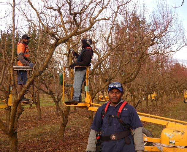 Robin Tuku at work in Strode Road Orchard near Clyde. He and his fellow Ni-Vanuatu workers remain...