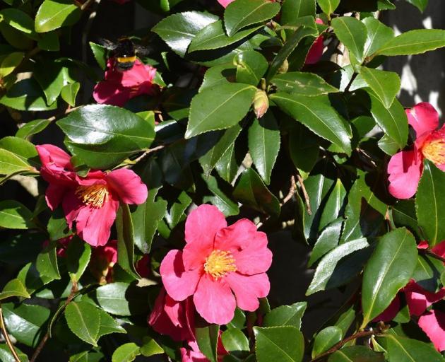 Camellia sasanqua. Photo: Gregor Richardson