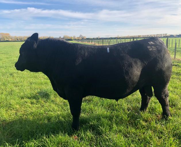 Supreme champion ... Te Mania 18555 was named supreme champion Angus bull before the National...