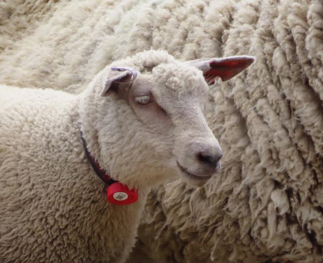 The Smart Shepherd collar measures the maternal performance of livestock. PHOTO: SUPPLIED