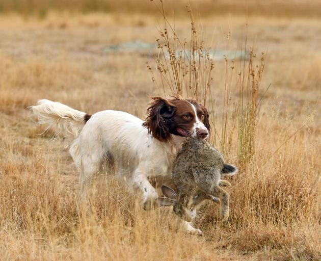 Retrieving a rabbit is Matarae Station owner Ron Jones’ dog Tess.