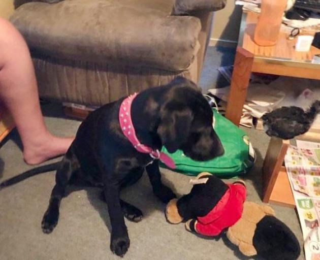 The death of 2-year-old black Labrador Lucy sparked a painful chain of events that ended in court...