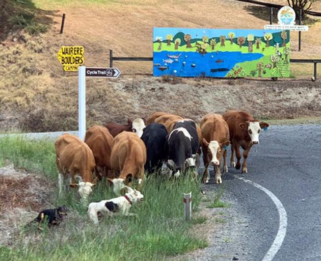 Rounding up wayward cattle on the cycle trail