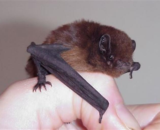 A long-tailed bat. Photo: DOC