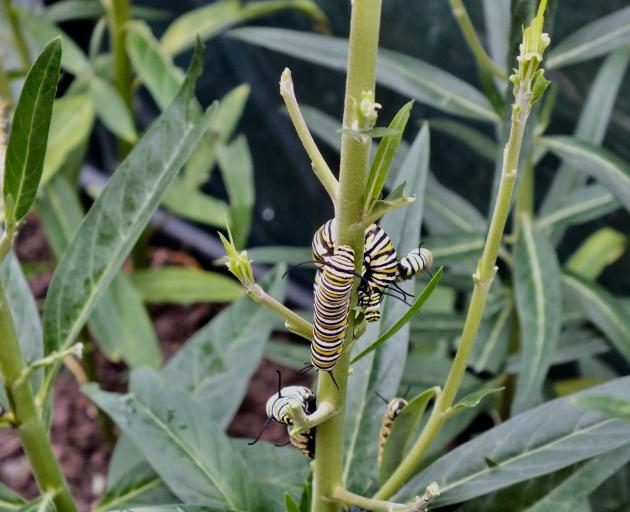 Monarch butterfly caterpillars are immune to swan plants’ poisons.