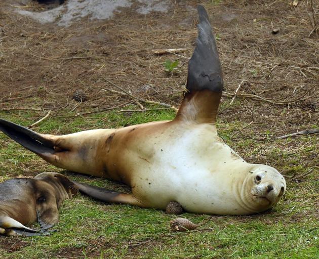 A 3-week-old sea lion pup and its mother on Allans Beach farmland in January this year. PHOTO:...