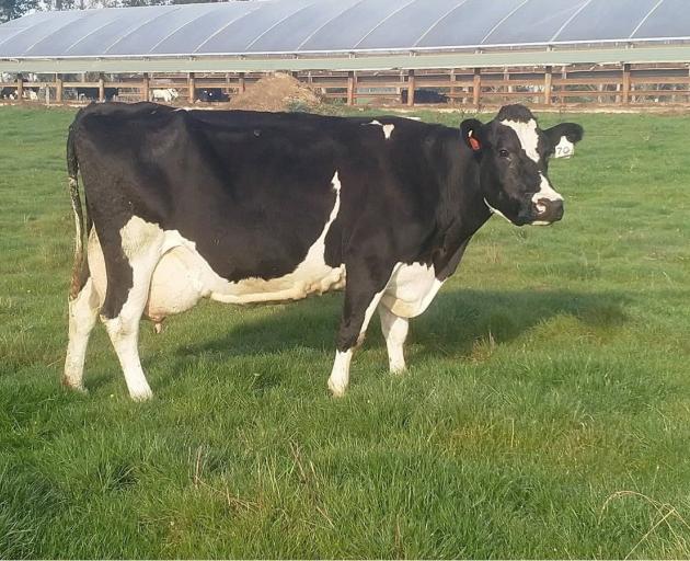 Valden Cow of the Year Raymac Justice Esonny EX, aka The General, is named for her no nonsense...