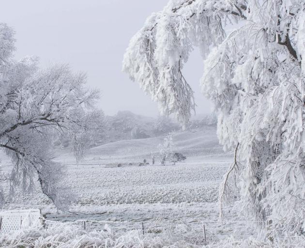 Richard Healey took some amazing snaps of the hoar frost on a trip through SH85, Omakau, Lauder,...