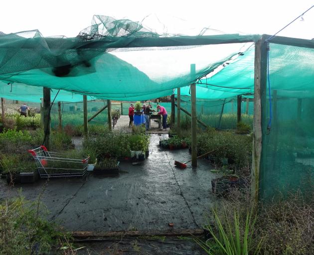 Te Kakano nursery volunteers working in the recently opened expanded section of the nursery. Te Kakano nursery volunteers working in the recently opened expanded section of the nursery.
