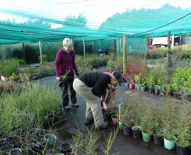 Volunteer Margaret Stevens assists nursery manager Kris Vollebregt (right) to move plants at one of the two afternoon volunteer Te Kakano nursery sessions held every week during winter. PHOTO: KERRIE WATERWORTH Volunteer Margaret Stevens assists nursery manager Kris Vollebregt (right) to move plants at one of the two afternoon volunteer Te Kakano nursery sessions held every week during winter. PHOTO: KERRIE WATERWORTH