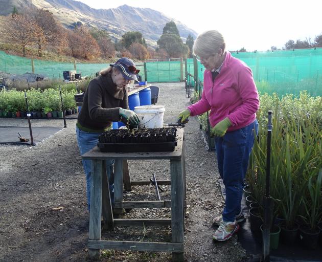 Volunteers Louise Hargreaves and Barbara Ladyman (right) removing weeds from around beech saplings grown during the weeks of the Covid-19 lockdown at the Te Kakano nursery. Photo: Kerrie Waterworth