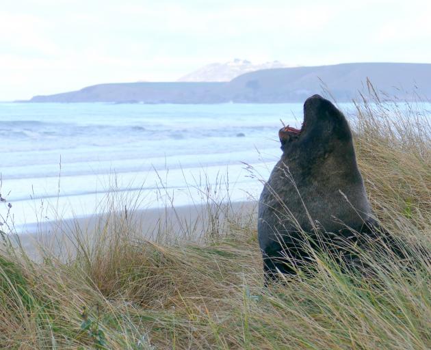 Doc says reports of harassment of a resting bull sea lion at Kaka Pt yesterday are "unacceptable"...