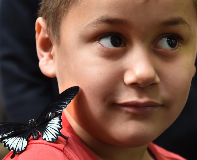 An Asian swallowtail butterfly from the Philippines sits on the shoulder of Vola Sorby (5), of...