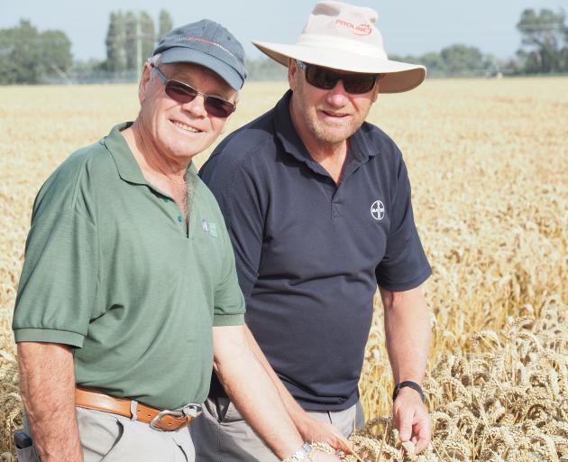 Wakanui farmer Eric Watson (left) and David Weith, of Bayer, inspect the world record wheat crop...