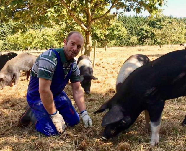Pig Farmer Reckons With Changes Free Range May Be Way Of Future Otago Daily Times Online News