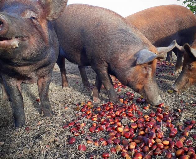 Pigs enjoy a diet of chestnuts and acorns at the Poaka Free Range Pigs farm. PHOTO: SUPPLIED BY...