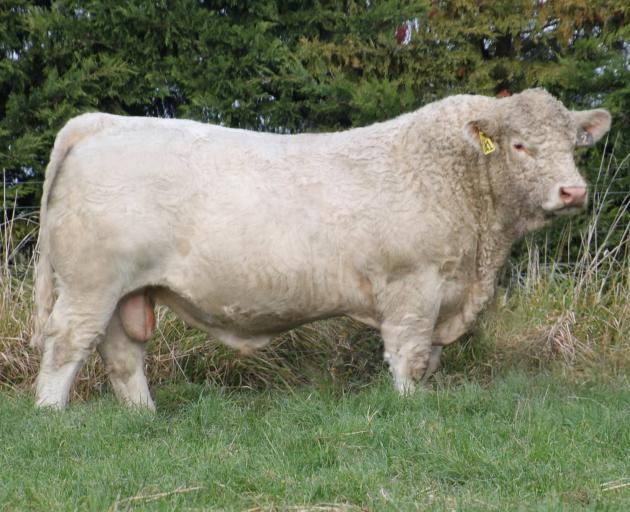 Silverstream Osmar O41 topped the sale at the Silverstream Charolais on-farm bull sale on Friday,...