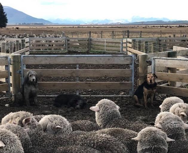 Simon Kennedy started with two dogs and has ended up with four.PHOTO: SUPPLIED