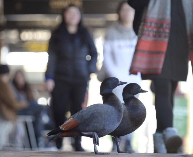 Daring duck duo undaunted by Dunedin denizens. PHOTO: GERARD O’BRIEN