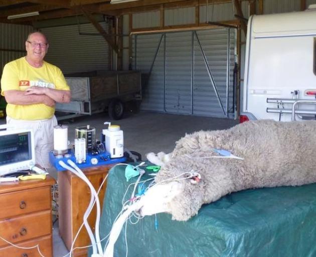 Batistich and Hyndman test a Hyvan anaesthetic prototype on a sheep. It works beautifully. Photo:...