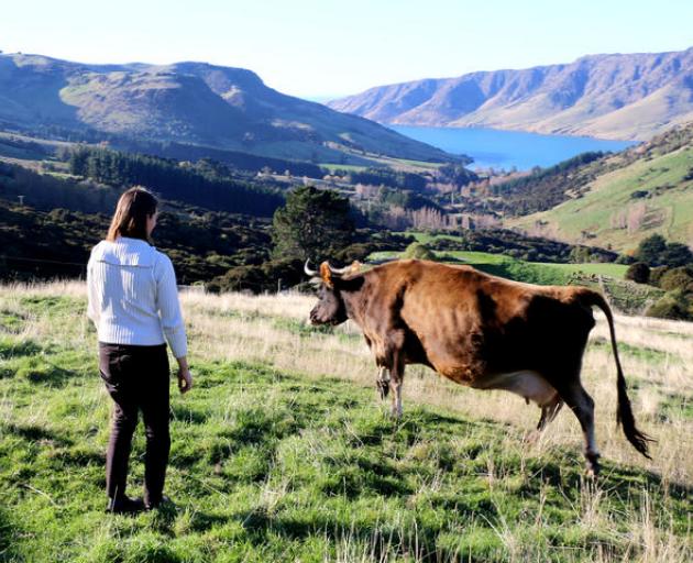 Cornelia makes cheese from her favourite cow Lulu's milk Photo: RNZ / Cosmo Kentish-Barnes