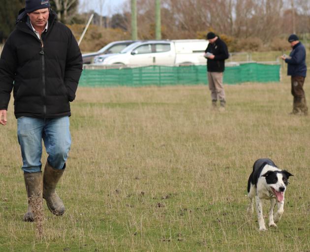 Heading dog Speck leads his former owner, Boyd Tisdall, of Outram, out of the paddock after going...