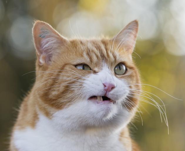 death elderly woman killed by cat