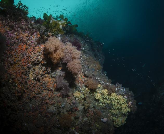 Undaria threatens to smother the diverse Fiordland marine environment, as pictured here. PHOTO:...