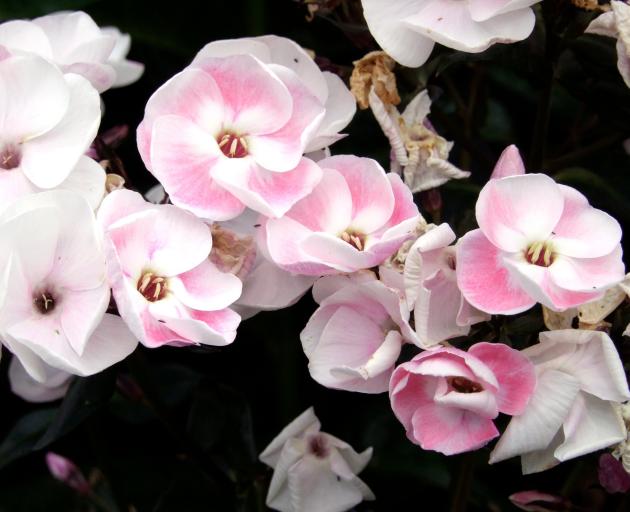 Mother of Pearl is a Phlox paniculata cultivar. 