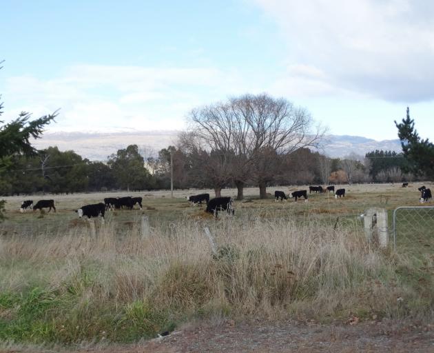 Phillip Parcell’s property at Tarras. PHOTO: MARK PRICE