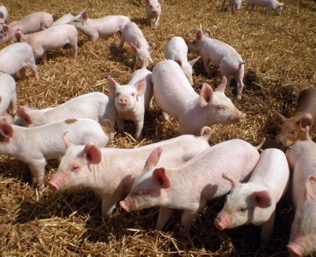 New Zealand is home to about 93 commercial pig farms. PHOTO: SUPPLIED