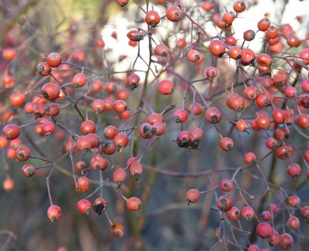 Rose hips can be used in floral arrangements and vitamin C-rich recipes.
