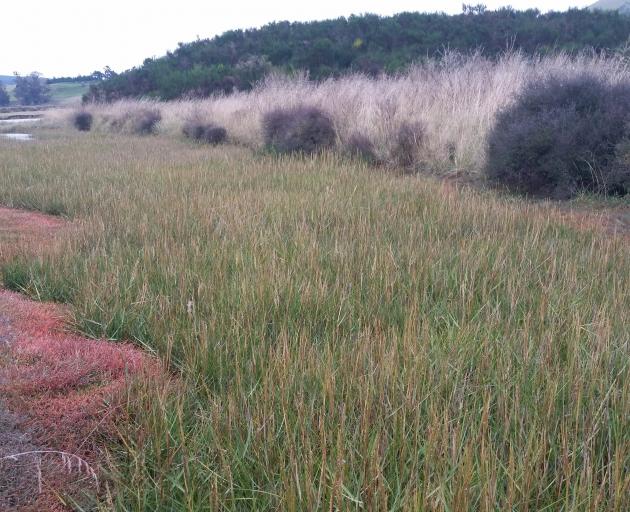 Before spraying the grassy pest plant spartina plagued the Karitane estuary causing sediment...