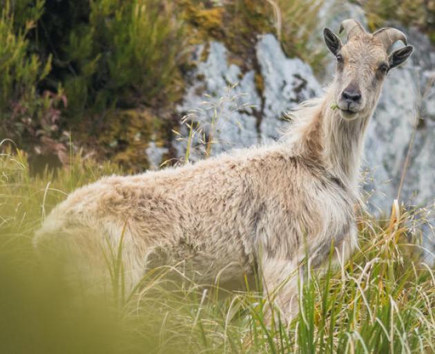 Tahr have have become a major threat to the ecosystems in these alpine areas, the Department of...