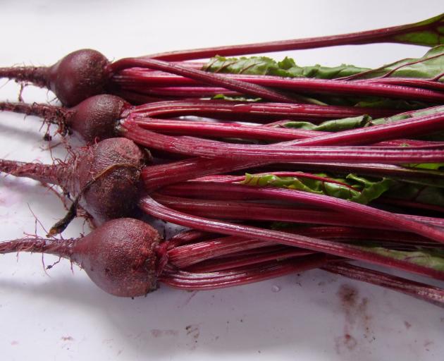Beetroot can cope with fairly fresh manure,  but parsnips (below) will fork on contact with...
