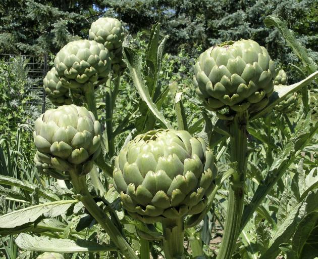 Your Garden August 21 Otago Daily Times Online News