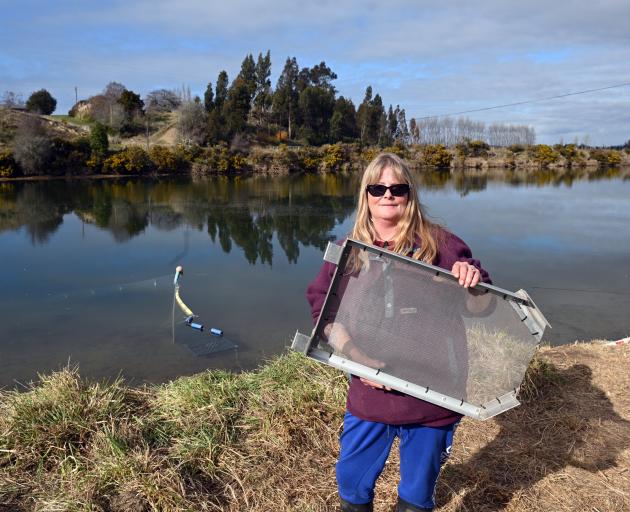 Bonnie Giles, of Waikouaiti, holds a sieve for cleaning whitebait near the Waikouaiti River on...