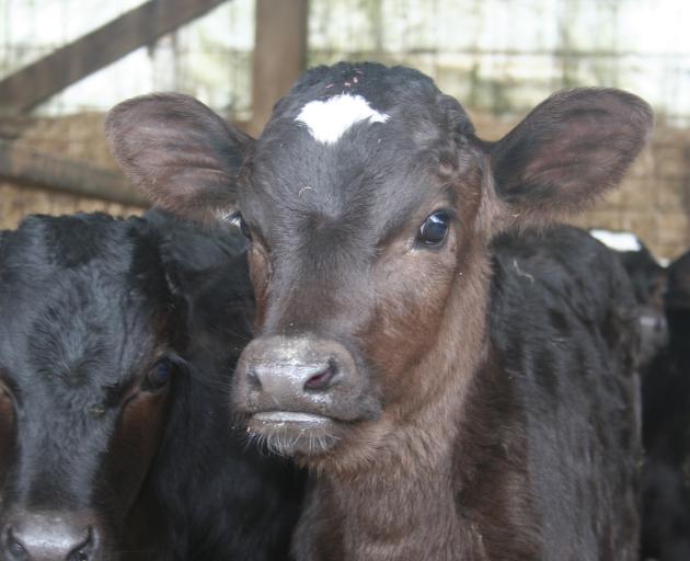 Month-old calves on the property of Chris and Jodi Ford.