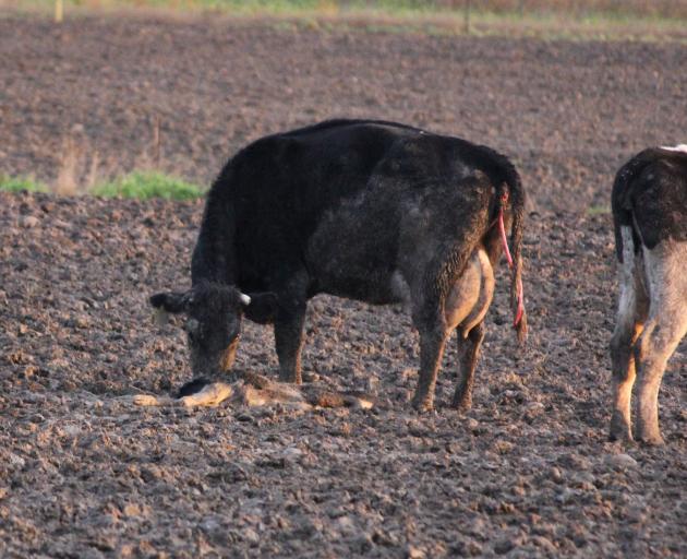 Evidence of calves being born in muddy winter grazing paddocks on Southland farms has outraged...