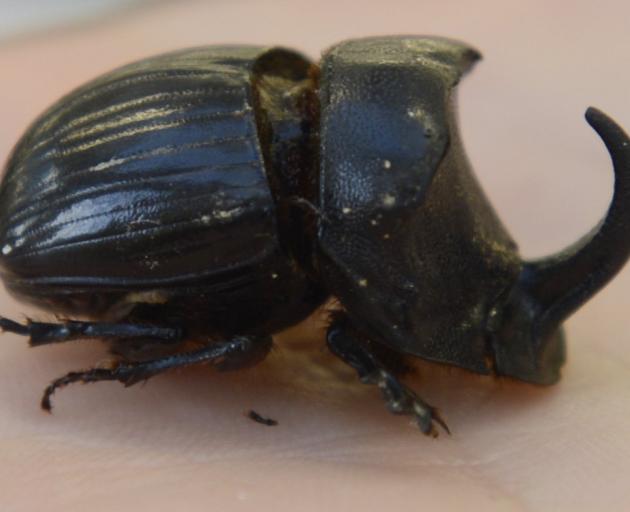 The 22mm Copris hispanus, or Spanish dung beetle, is nocturnal and builds burrows up to 40cm deep...