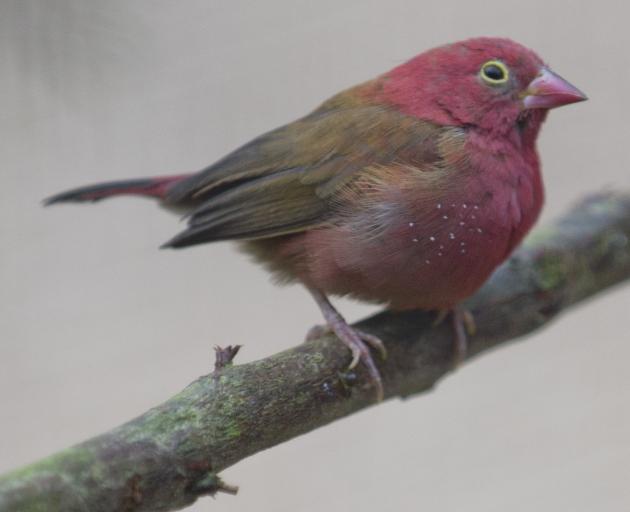 The Dunedin Botanic Garden aviary has recently welcomed a flock of African fire finches.PHOTO:...