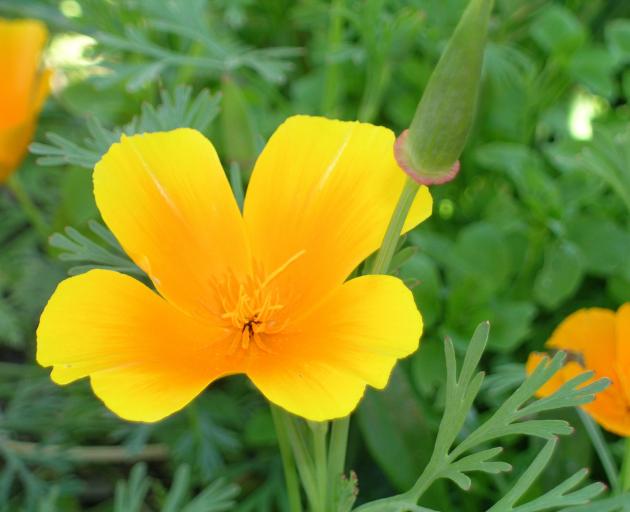 Californian poppy (Eschscholtzia) is a hardy, prolific and reliable flower.PHOTO: GILLIAN VINE